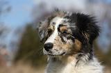 BERGER AUSTRALIEN PUPPIES 412